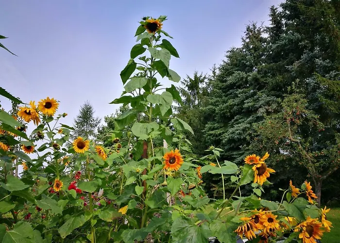 Müller * Sukow (Ludwigslust-Parchim)